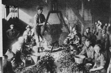 Voor vele vrouwen levert de mosselfabriek in deze jaren een goede bijverdienste op. Voor vele vrouwen levert de mosselfabriek in deze jaren een goede bijverdienste op.