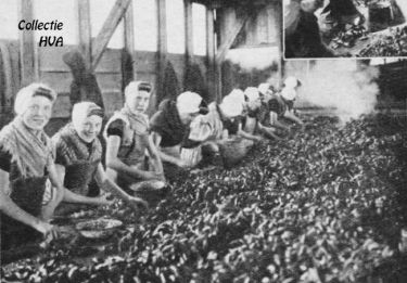Mossels pellen in de pellerij van Vlaming. Mossels pellen in de pellerij van Vlaming.