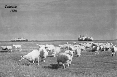 Of het iets met de internationale ontwikkelingen te maken heeft? In elk geval liggen vele maanden zes enorme (voormalige) Griekse vrachtschepen op het Sloe. Op de voorgrond de schaapskudde van het Hof de Oranjepolder op de schorren aan het Sloe. Of het iets met de internationale ontwikkelingen te maken heeft? In elk geval liggen vele maanden zes enorme (voormalige) Griekse vrachtschepen op het Sloe. Op de voorgrond de schaapskudde van het Hof de Oranjepolder op de schorren aan het Sloe.