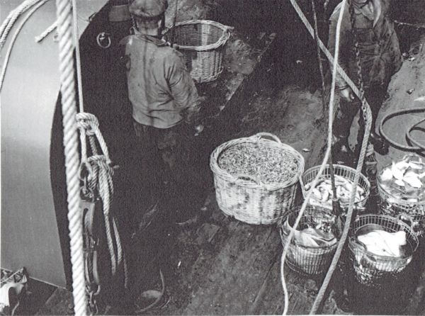 Ruime vangsten en grote aanvoer van garnalen bij de vismijn te Veere. (Uit collectie Jhr. W.L. den Beer Poortugael, Veere). Ruime vangsten en grote aanvoer van garnalen bij de vismijn te Veere. (Uit collectie Jhr. W.L. den Beer Poortugael, Veere).