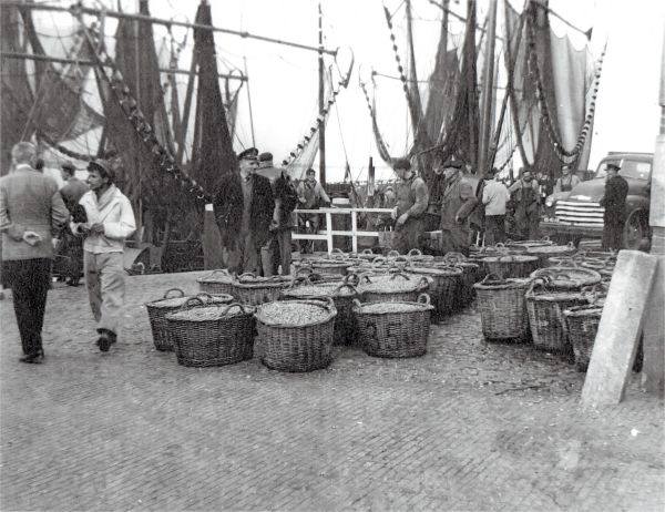 De aanvoer van garnalen door de Arnemuidse vissers in Veere. Op de manden staan de ARM-nummers. (Uit collectie Jhr. W.L. den Beer Poortugael, Veere). De aanvoer van garnalen door de Arnemuidse vissers in Veere. Op de manden staan de ARM-nummers. (Uit collectie Jhr. W.L. den Beer Poortugael, Veere).