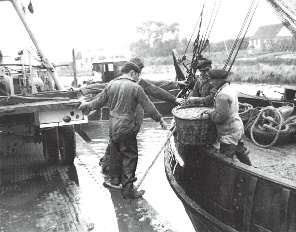 In 1955 is de garnalenvisserij buitengewoon voorspoedig. (Uit collectie Jhr W.L. den Beer Poortugael. Veere). In 1955 is de garnalenvisserij buitengewoon voorspoedig. (Uit collectie Jhr W.L. den Beer Poortugael. Veere).