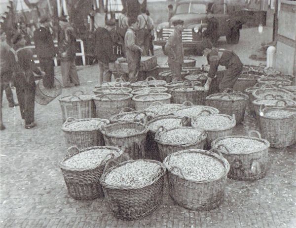 Een zeer gunstig jaar was 1959 voor de visserij. Volle manden garnalen op de kade van Veere. Een zeer gunstig jaar was 1959 voor de visserij. Volle manden garnalen op de kade van Veere.